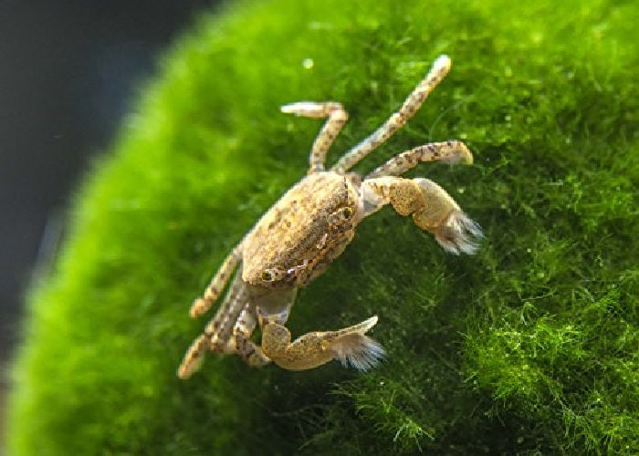 Pom Pom Crabs "Lybia sp."