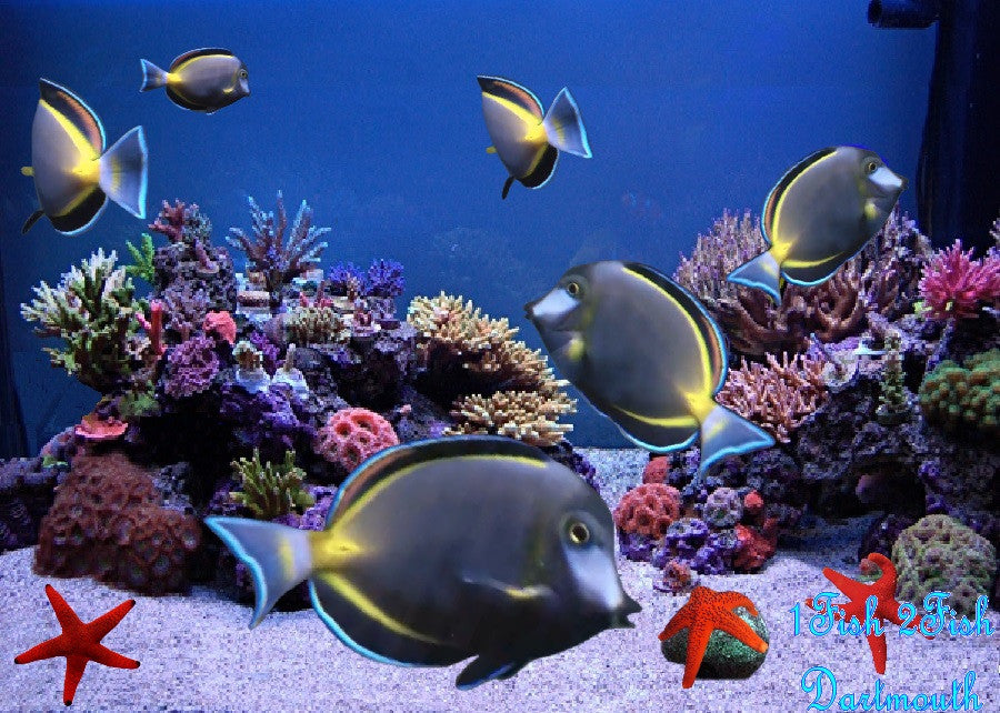 Powder Brown Tang "Acanthurus japonicus"