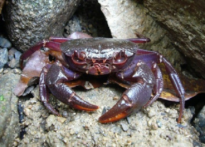 Purple Claw Porcelain Crab"Petrolisthes sp."
