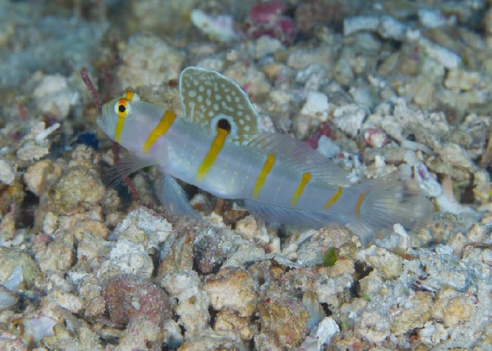 Randall's Goby "Amblyeleoptris randalli"