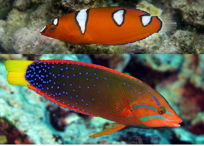 Red Coris Wrasse "Coris gaimard"