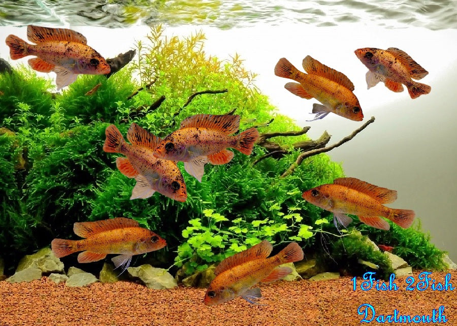 Red Fin Piebald "Paralabidochromis sp."