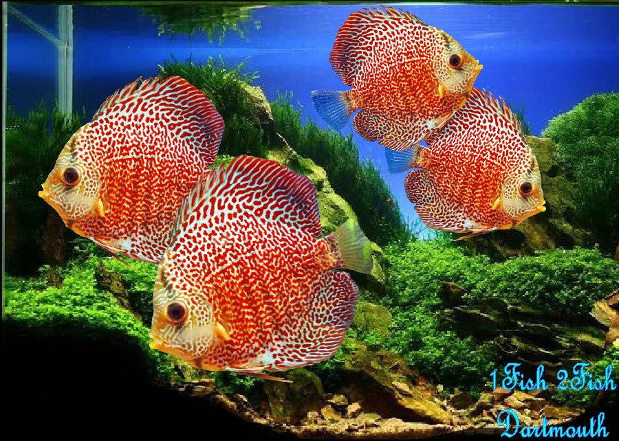 Discus "Symphysodon discus"
