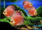 Discus "Symphysodon discus"