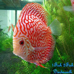 Discus "Symphysodon discus"