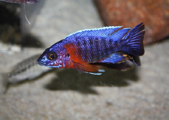 Peacock Cichlids "Aulonocara"