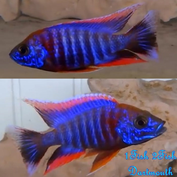 Peacock Cichlids "Aulonocara"