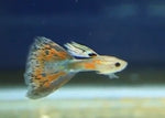 Guppy Fish "Poecilia reticulata"