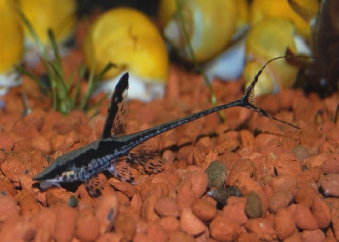 Royal Farlowella Catfish "Sturisoma panamense"