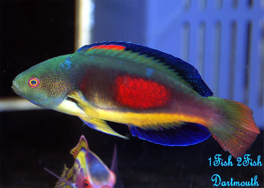 Scott's Fairy Wrasse "Cirrhilabrus Scottorum"