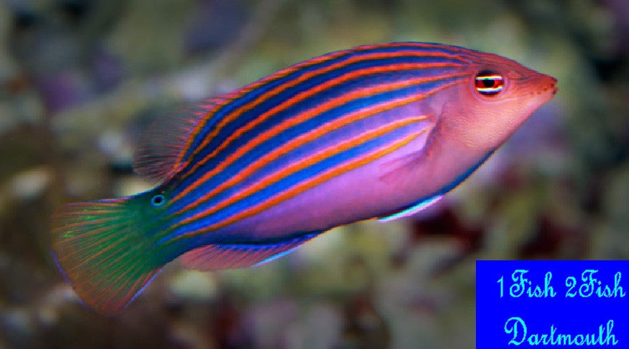 Sixline Wrasse "Pseudocheilinus hexataenia"