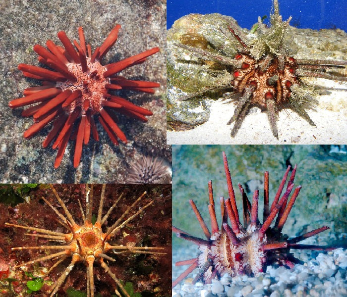 Slate Pencil Urchin "Eucidaris tribuloides"