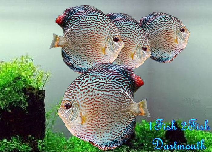 Discus "Symphysodon discus"