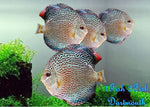 Discus "Symphysodon discus"