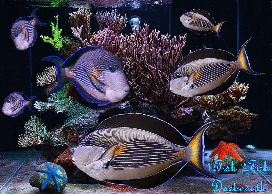 Sohal Tang Red Sea "Acanthurus sohal"