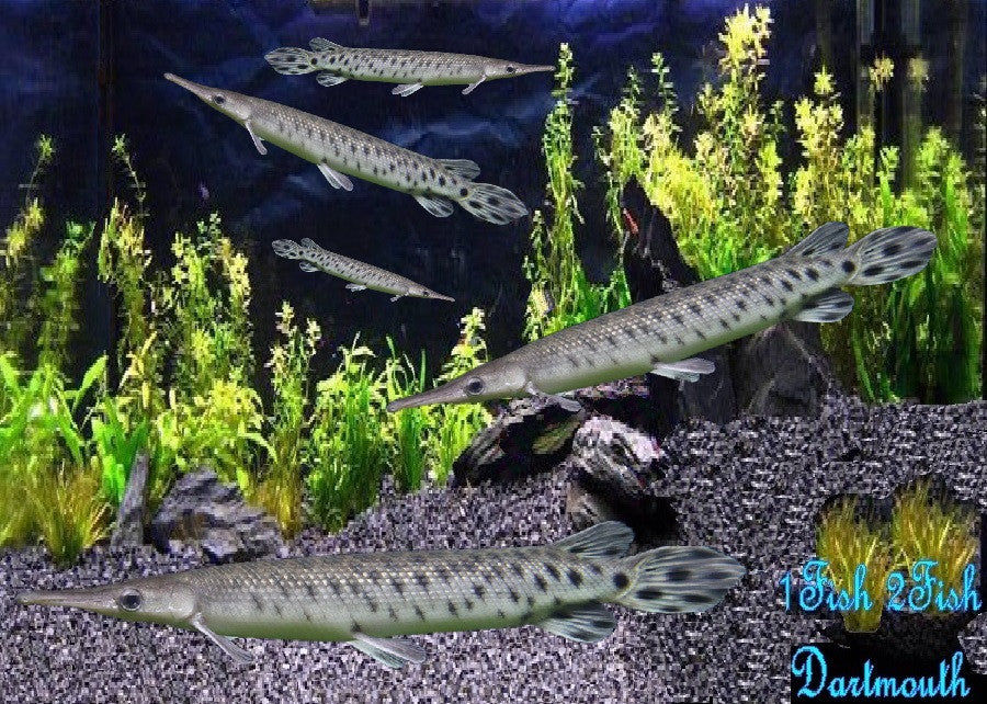 Spotted Gar Fish "Lepisosteus oculatus"