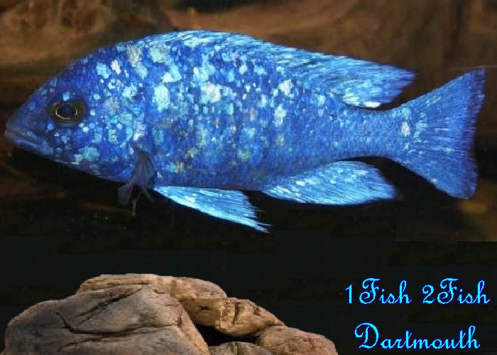 Star Sapphire Cichlid "Placidochromis sp. "