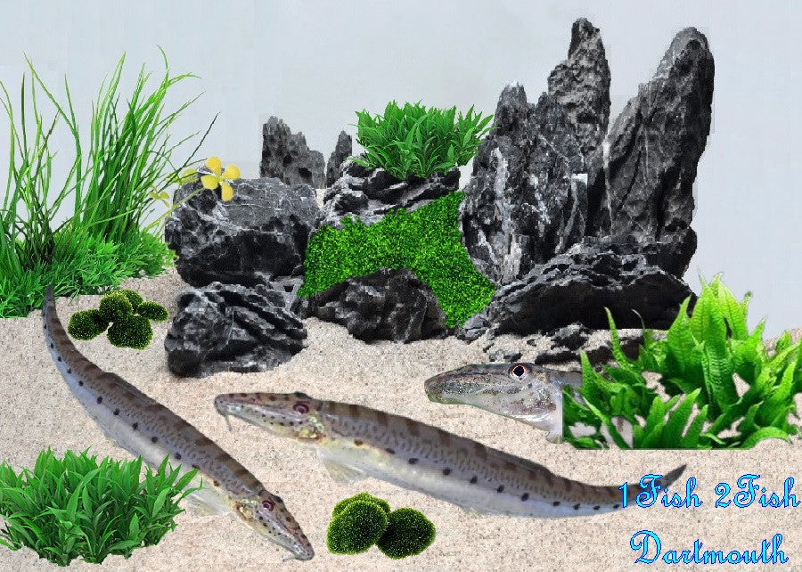 Sumatran Horseface Loach ''Acanthopsis chirorynchus''- M- L