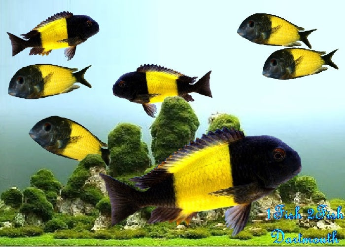 Tropheus Ikola 'Tropheus sp."Ikola"