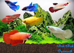 Bettas "Betta splendens"