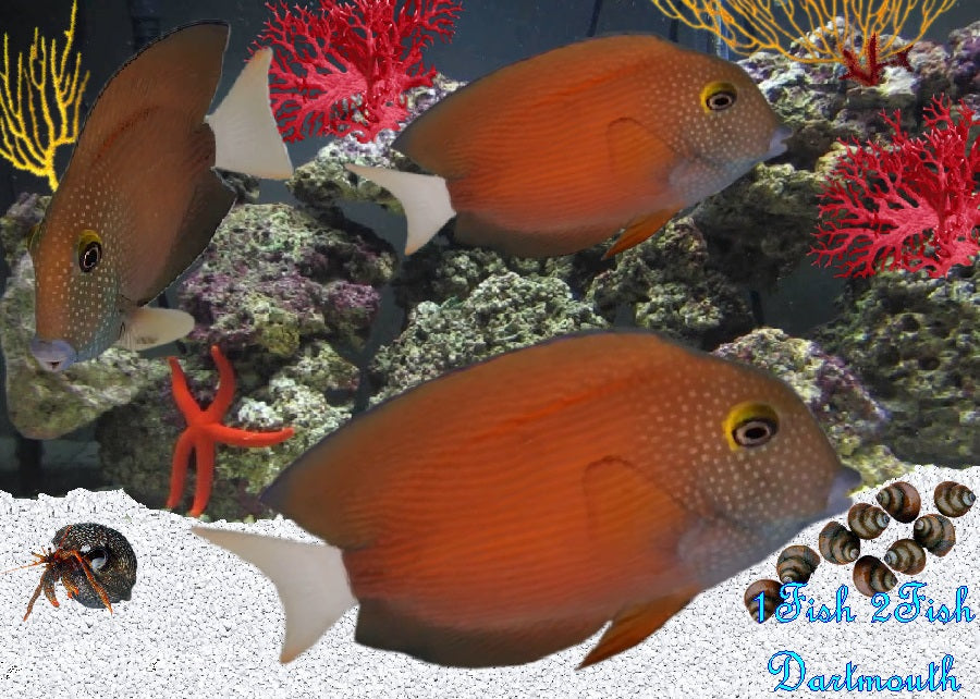 White Tail Tang "Ctenochaetus flavicauda"