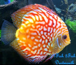 Discus "Symphysodon discus"