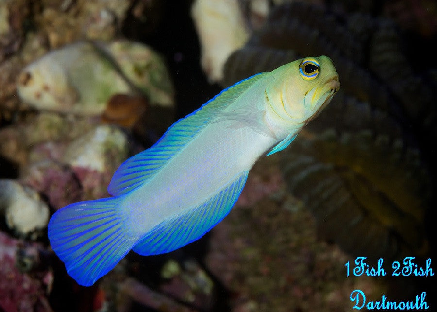 Yellowhead "Pearly" Jawfish "Opistognathus  Aurifrons"