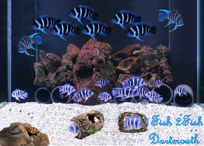 Zaire Blue Frontosa Cichlid "Cyphotilapia gibberosa" Kapampa