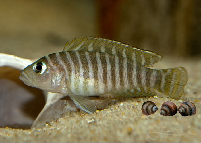 Zebra Shelldweller Cichlid "Neolamprologus similis"