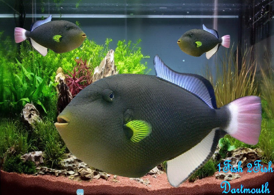 Pinktail Trigger "Melichthys vidua"