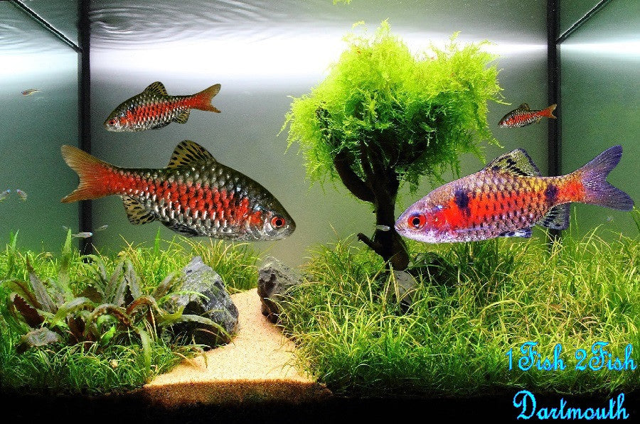 Odessa Barb "Pethia padamya"