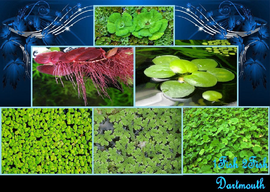 Floating Pond Plants