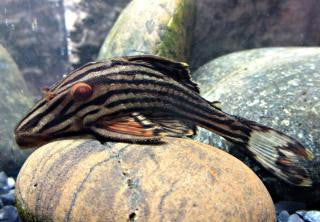 L027 - Long Nose Platinum Royal Pleco - "Panaque cf. armbrusteri"