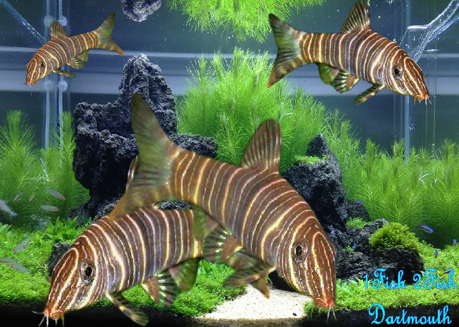 Zebra Loach "Botia striata"