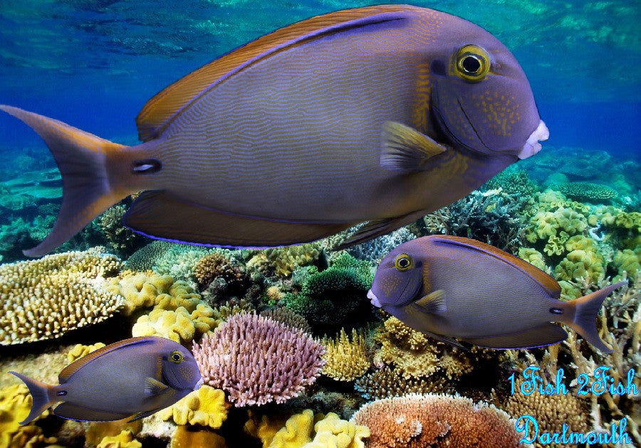 Fowler's Tang "Acanthurus fowleri"