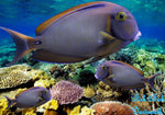 Fowler's Tang "Acanthurus fowleri"