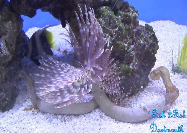 Feather Duster "Sabellatarte indica"