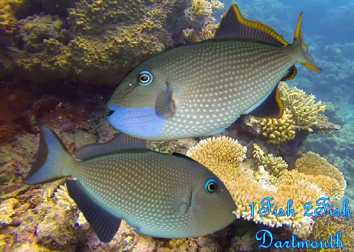 Blue Throat Triggerfish "Xanthichthys auromarginatus"