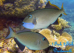 Blue Throat Triggerfish "Xanthichthys auromarginatus"