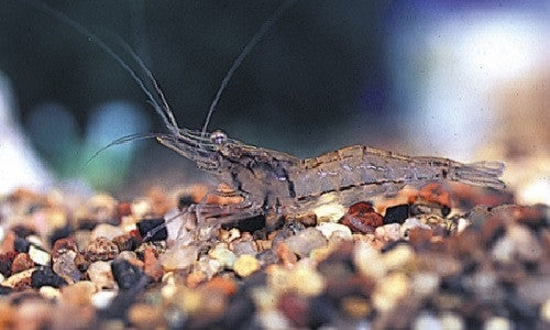 Ghost Shrimp "Natantia gen. sp."