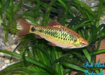 Gold Barb "Puntius sachsii"