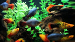 Platy Fish ''Xiphophorus maculatus''