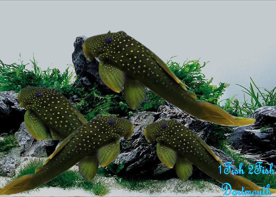 L200 - Green Phantom Pleco "Hemiancistrus subviridis"