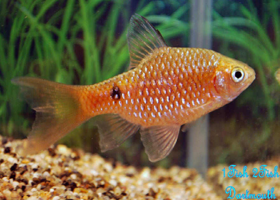Rosy Barb "Pethia conchonius"