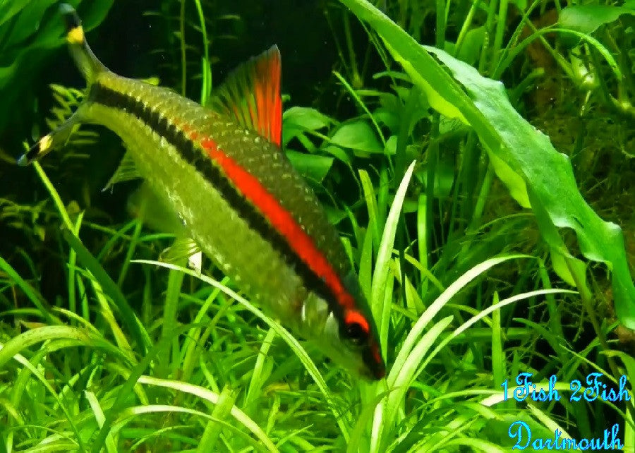 Denison Barb "Sahyadria denisonii"