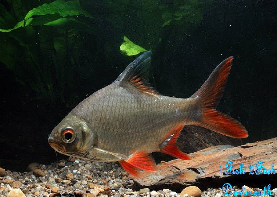 Tinfoil Barb "Barbonymus schwanenfeldii"
