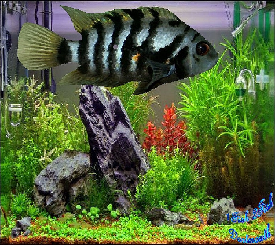 Convict Cichlid "Amatitlania nigrofasciata"