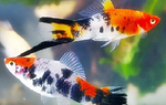 Swordtails "Xiphophorus helleri"