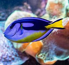 Yellow Belly Hippo Tang
