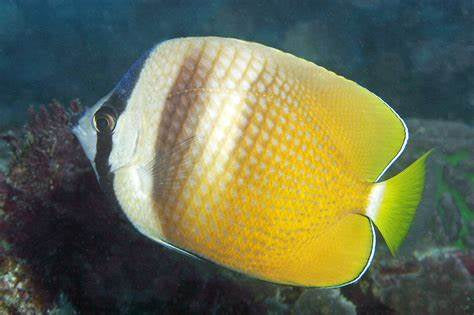 Klein's Butterflyfish